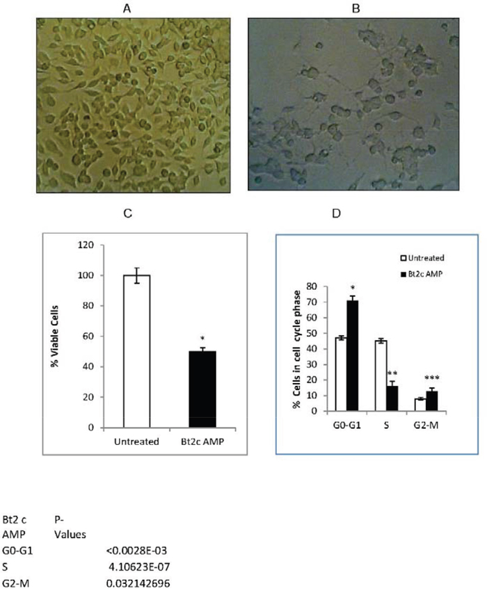 Bt2cAMP induced cell differentiation and inhibited cell proliferation.