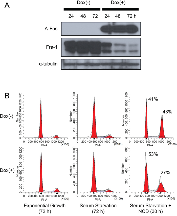 Inhibition of AP-1 activity in MDA-MB-231 cells reduces Fra-1 expression and suppresses the ability of the cells to progress through the cell cycle in the absence of serum.