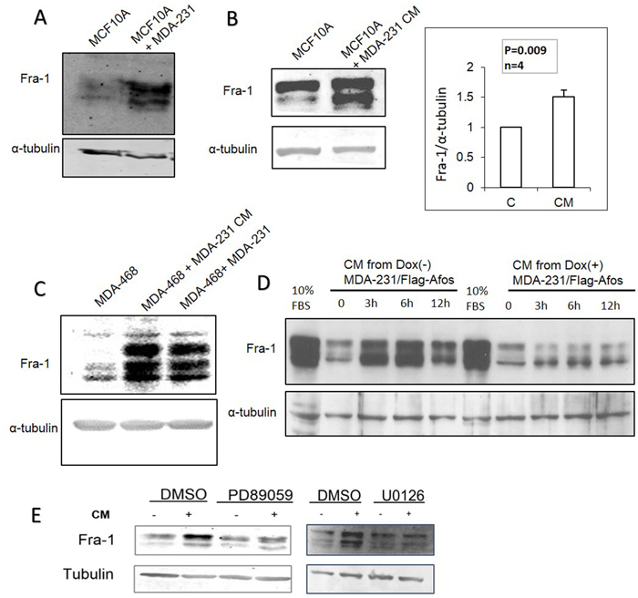 AP-1 dependent soluble factors from MDA-MB-231 cells induce Fra-1 expression in MCF10A and MDA-MB-468 cells.