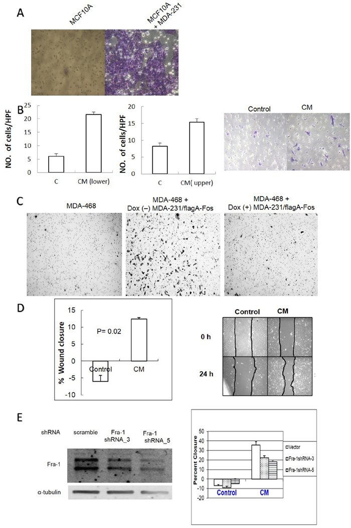 AP-1 dependent soluble factors from MDA-MB-231 cells increase migration of MCF10A and MDA-MB-468 cells in an AP-1 dependent manner.