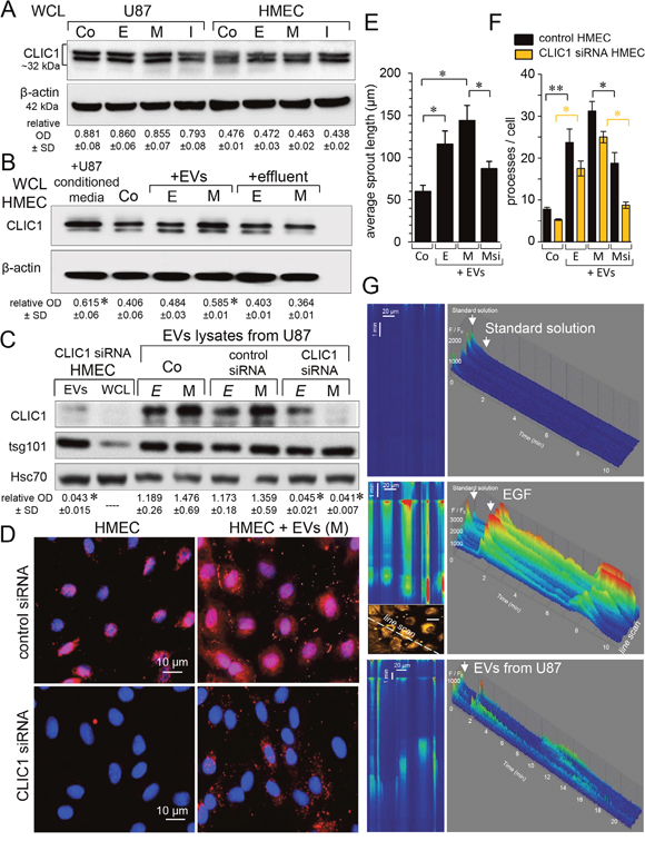 Active CLIC1 protein is transferred via vesicles from GBM to endothelial cells.