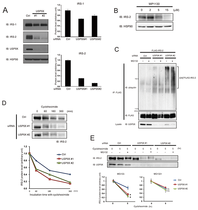 USP9X deubiquitinates IRS-2 to prevent its proteasomal degradation.