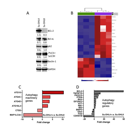 Determination of basal autophagy status in BCL-2