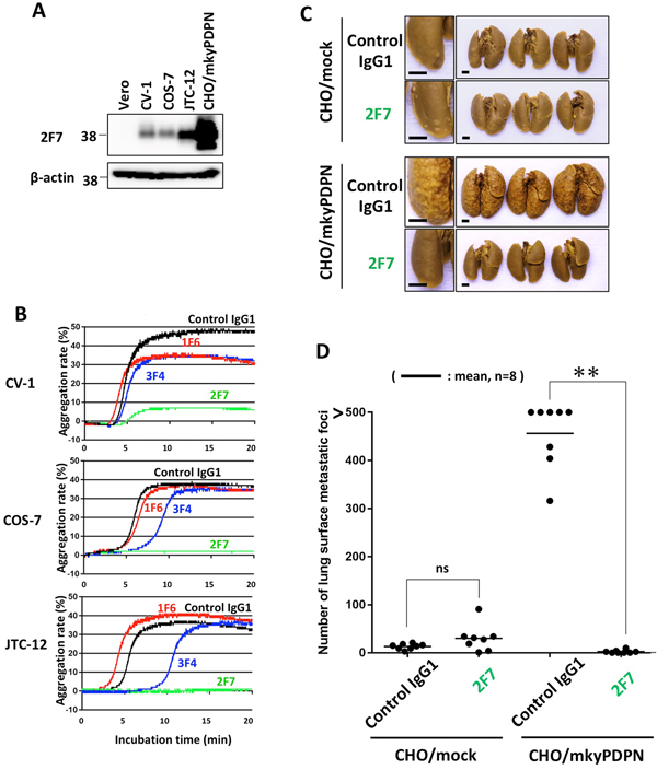 Inhibition of endogenous podoplanin-induced platelet aggregation and podoplanin-mediated pulmonary metastasis by anti-PLAG4 mAb.