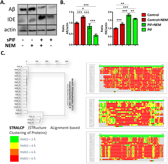 PIF reduces A&#x03B2; formation in IDE dependent manner and targets distinct protein families.