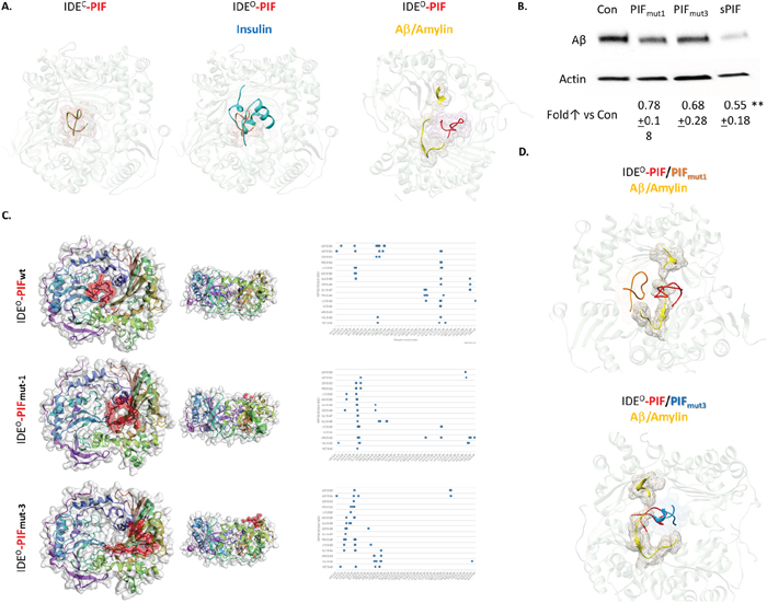 PIF competes with Insulin and A&#x03B2; for binding to IDE, but it binds to distinct sites.