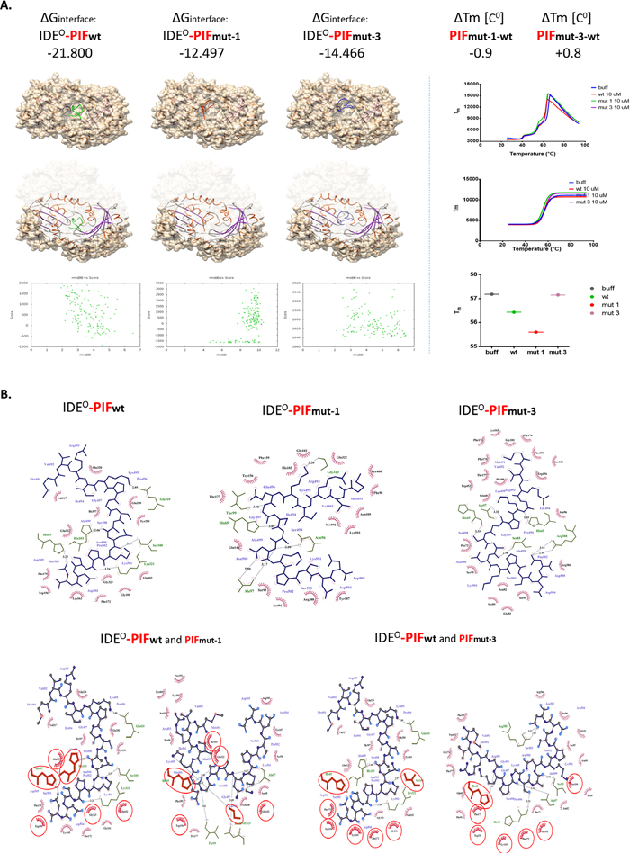 Flexible in silico docking of PIFwt versus PIFmut1 and PIFmut3.