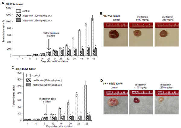 FIGURE 1: Metformin inhibits the growth of tumors in xenograft model.