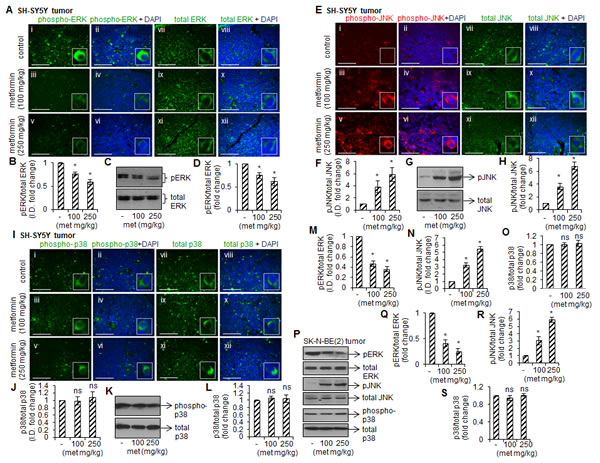 FIGURE 4: Metformin affects phosphorylation of MAP kinases.