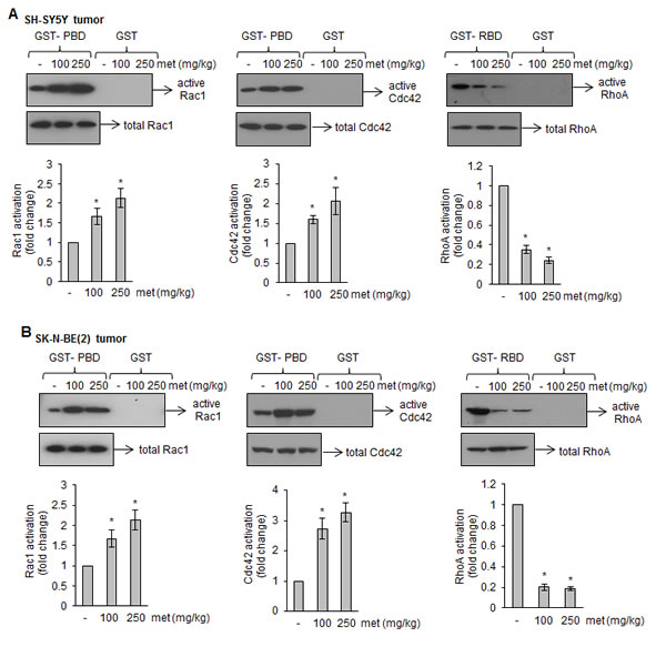 FIGURE 5: Metformin affects Rac1, Cdc42, and RhoA activation in tumors.