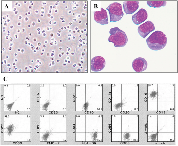 Appearance and surface immunophenotype of DH-My6 cells.