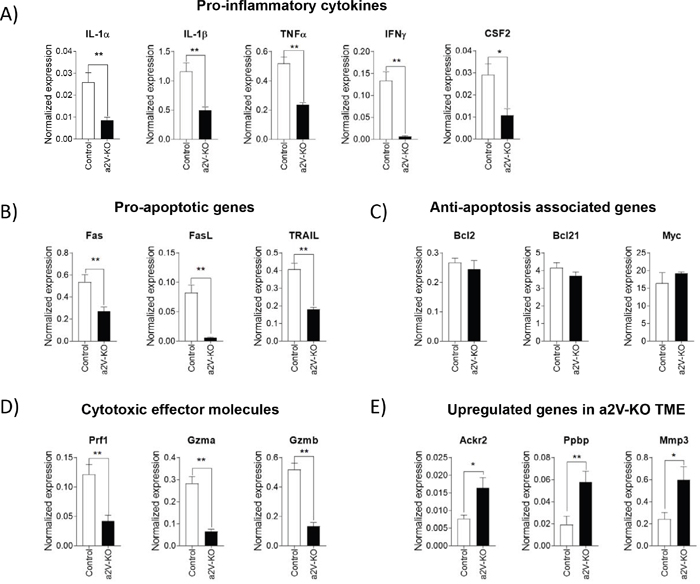 Tumors of a2V-KO mice develop a pro-tumorigenic environment.