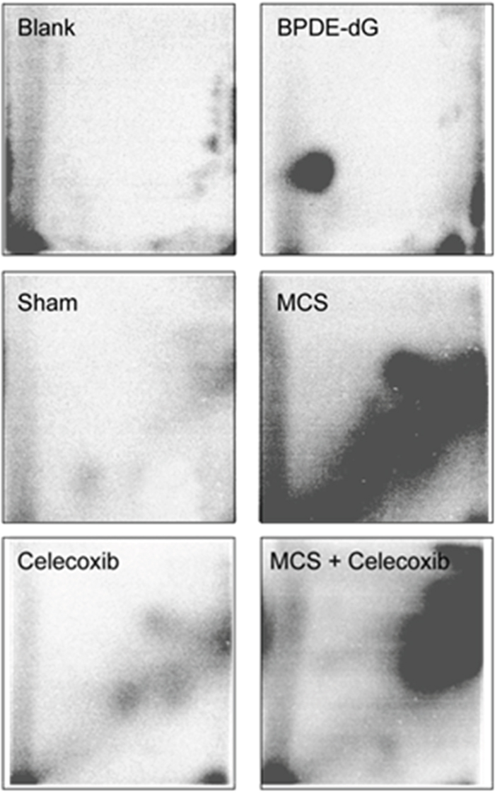 Examples of 32P autoradiographs obtained by testing a blank, a positive control (BPDE-dG), and the lung DNA from Swiss H mice, either untreated (sham-exposed) or treated with celecoxib for 6 weeks after weanling or exposed to MCS for 10 weeks since birth or exposed to MCS and treated with celecoxib.