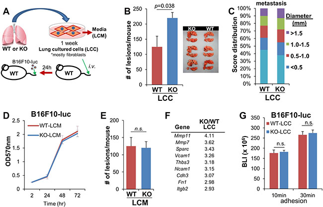 Loss of SSeCKS in lung fibroblasts enhances cancer cell colonization in the lung.