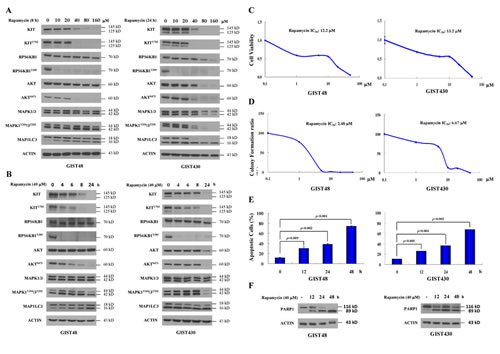 Rapamycin showed antitumor activity and reduced KIT expression in GIST430 and GIST48 cells.
