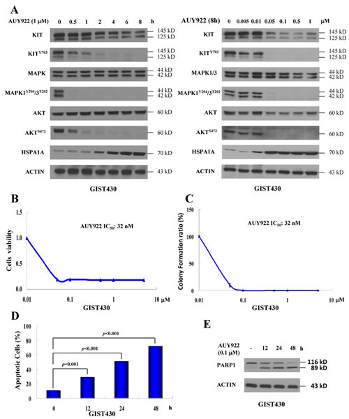 AUY922 reduced KIT expression and induced apoptosis in GIST430 cells.