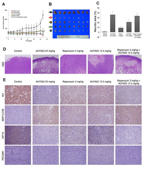 The effect of AUY922 either alone or in a combination with rapamycin in the GIST430 xenograft animal model.