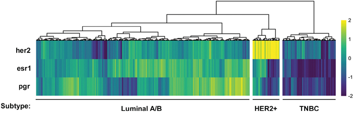 Stratification of human breast cancer samples from The Cancer Genome Atlas database into three putative breast cancer subtypes.