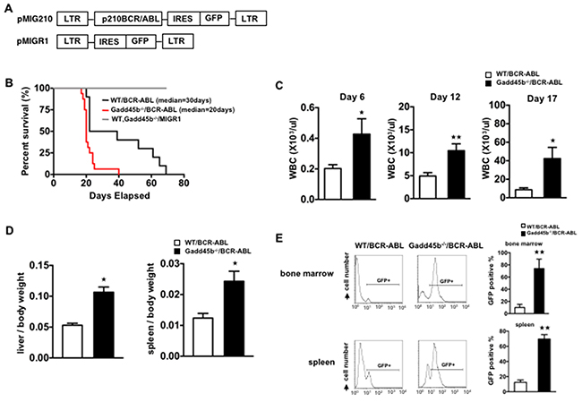 Loss of gadd45b accelerated the development of leukemia in Gadd45b-/-/BCR-ABL recipients.