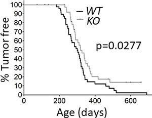 Deletion of capns1 in the mammary epithelium delays Her2/Neu-driven tumorigenesis.