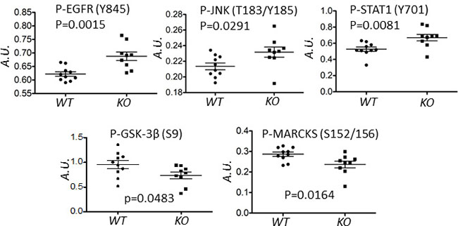 Deletion of capns1 in Her2/Neu-driven mouse mammary tumors correlates with a differential phosphoproteome.