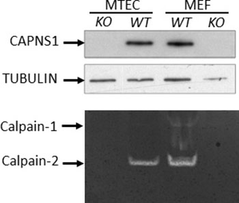 CAPNS1 protein and calpain-1/2 activities are ablated by capns1 deletion.