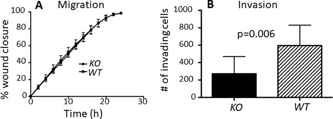 capns1 KO is associated with attenuated MTEC in vitro invasion but no effect on migration.