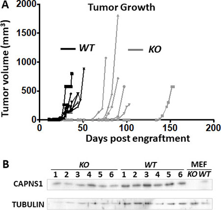capns1 KO is associated with reduced MTEC tumorigenic potential.
