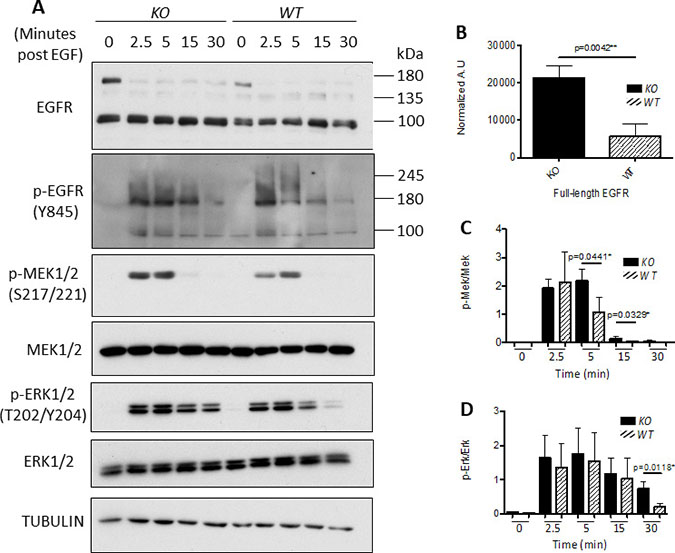 Knockout of calpain correlates with enhanced EGFR expression and sustained MAPK signaling.