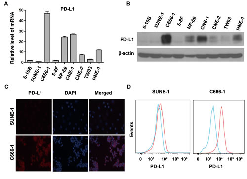 PD-L1 expression was associated with EBV infection in human nasopharyngeal carcinoma cell lines.