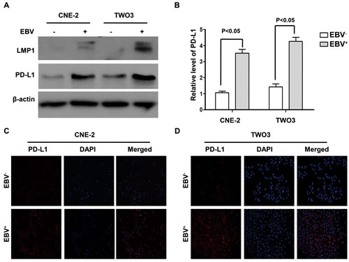 PD-L1 expression was induced by EBV infection in human nasopharyngeal carcinoma cell lines.