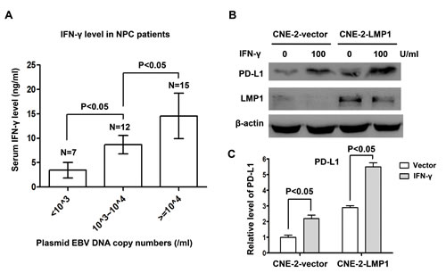 IFN-&#x3b3; up-regulated PD-L1 expression in human nasopharyngeal carcinoma cells, which was independent of but synergetic with LMP1.