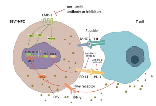 Two mechanisms of up-regulated PD-L1 expression on EBV positive nasopharyngeal carcinoma cells.