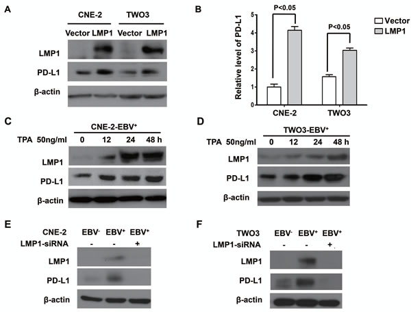 LMP1 mediated the up-regulation of PD-L1 expression in EBV-infected human NPC cells.