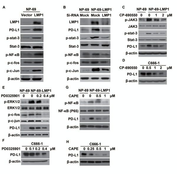 LMP1 induced PD-L1 expression through the downstream pathways involving JAK3/STAT3, AP-1 and NF-&#x3ba;B.