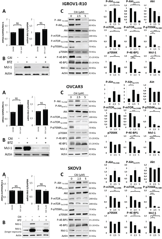 Mechanisms involved in CAI-induced Mcl-1 decrease.