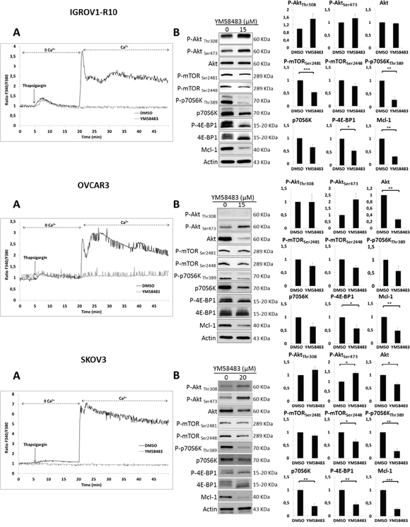 YM48583 blocks SOCE and inhibits mTORC1 targets and Mcl-1.