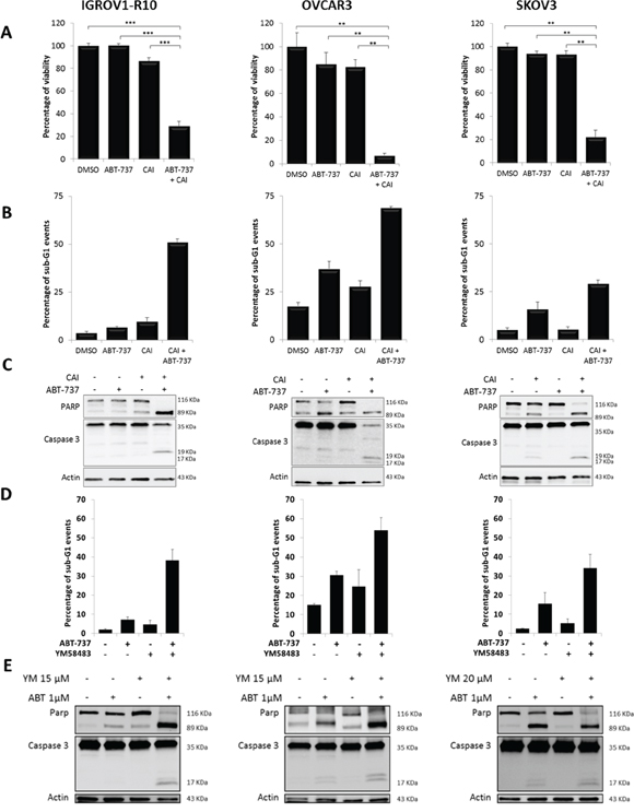 CAI or YM58483 combined with ABT-737 leads to apoptosis in ovarian carcinoma.