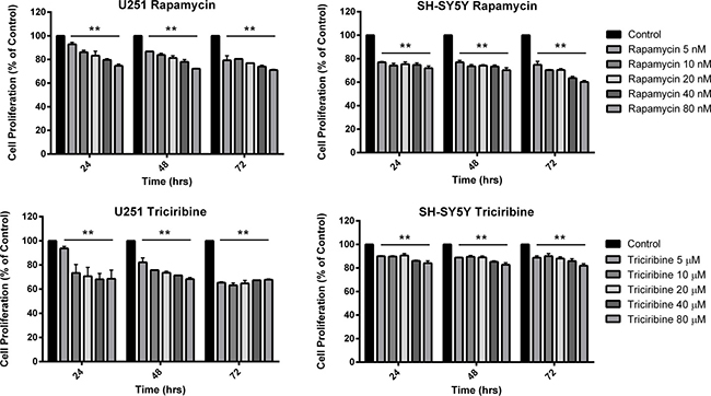 The effect of various concentrations of Rapamycin and Triciribine on the proliferation of U251 and SH-SY5Y cell lines.
