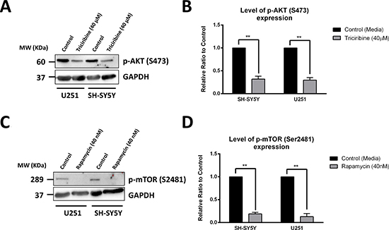 Rapamycin and Triciribine selectively inhibit the autophosphorylation of mTOR and Akt, respectively.