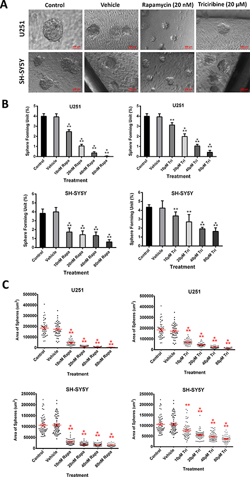 Rapamycin and Triciribine abolish sphere-forming ability of human neuronal and glial cancer cell lines.