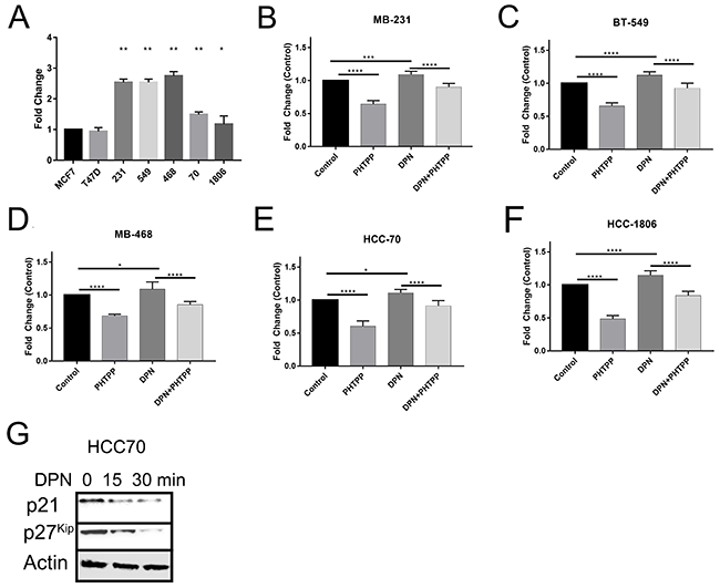 Activation of ER&beta; increases cell proliferation.