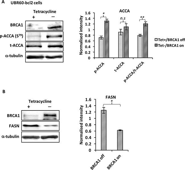 BRCA1 regulates ACCA and FASN in UBR60-bcl2 cells.
