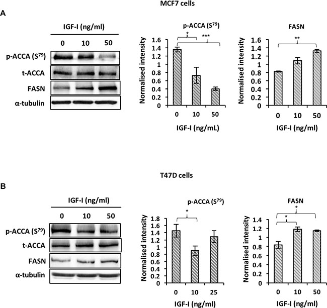 IGF-I affects fatty acid synthesis by inducing de-phosphorylation of ACCA and increasing FASN abundance in ER-positive breast cancer cell lines.