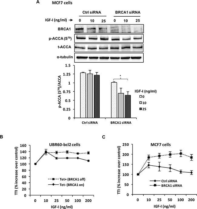BRCA1 silencing enhances IGF-I signaling and effects on ACCA.