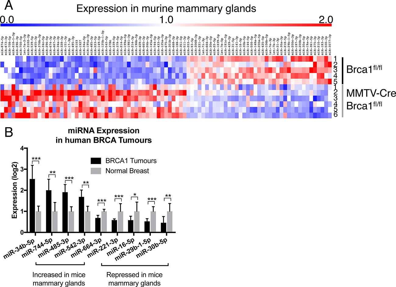 Brca1 deregulates miRNA expression in the mammary gland.