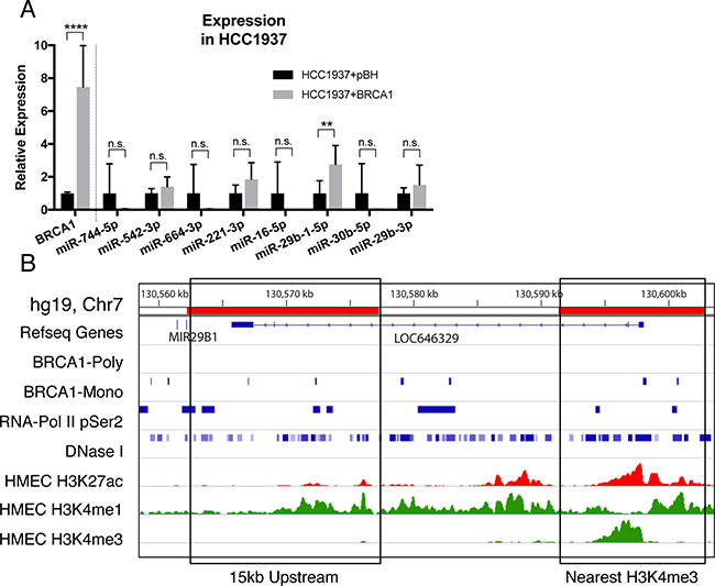BRCA1 over-expression upregulates miR-29b-1-5p.