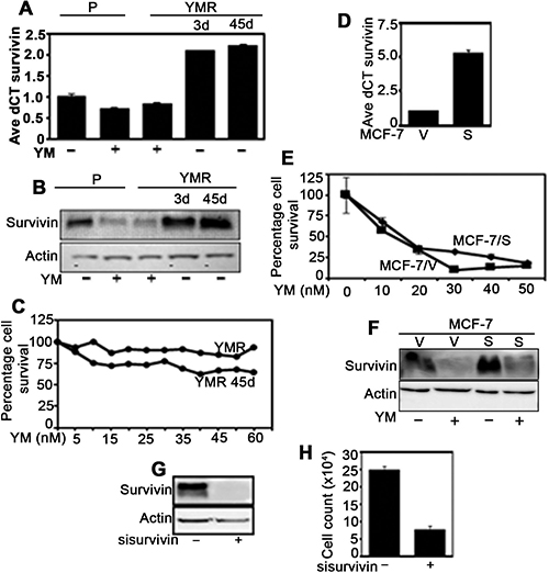 YMR cells downregulate survivin similarly to that of P cells upon exposure to 40 nM YM155.