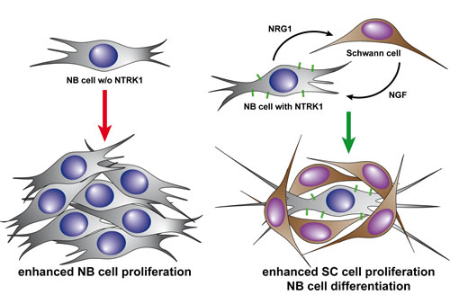 Diagramatic representation of our proposed model for bidirectional interaction between NTRK1-expressing neuroblastoma cells and adjacent Schwann cells.