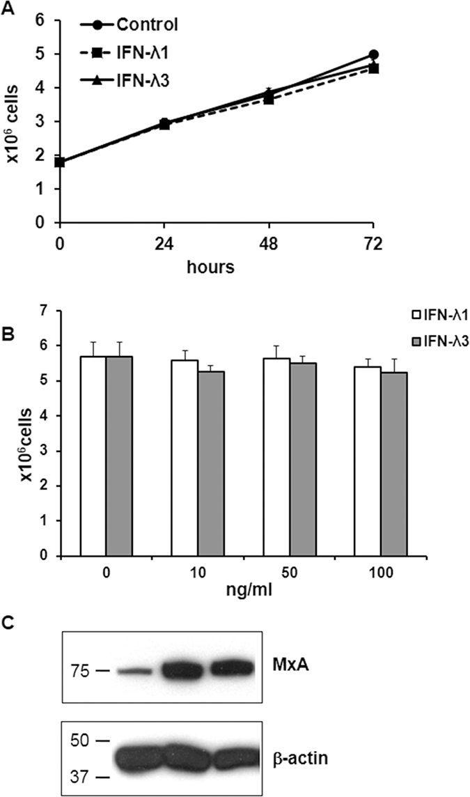 Effects of IFN-&#x03BB; on T84 cell proliferation and MxA expression.